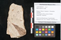 Foto (Objekt + Etikett) von Myrica lignitum Unger (NHMW-GEO-2024-0188-4021)
